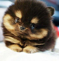 Munchkin Puppies | I Want That Stuff Brandon